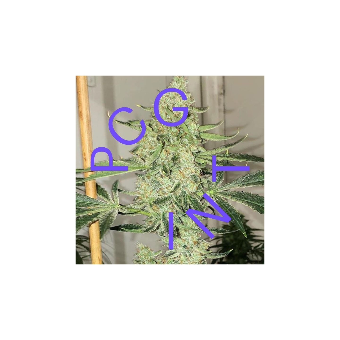 Auto-Saltwater Og de Purple City Genetics