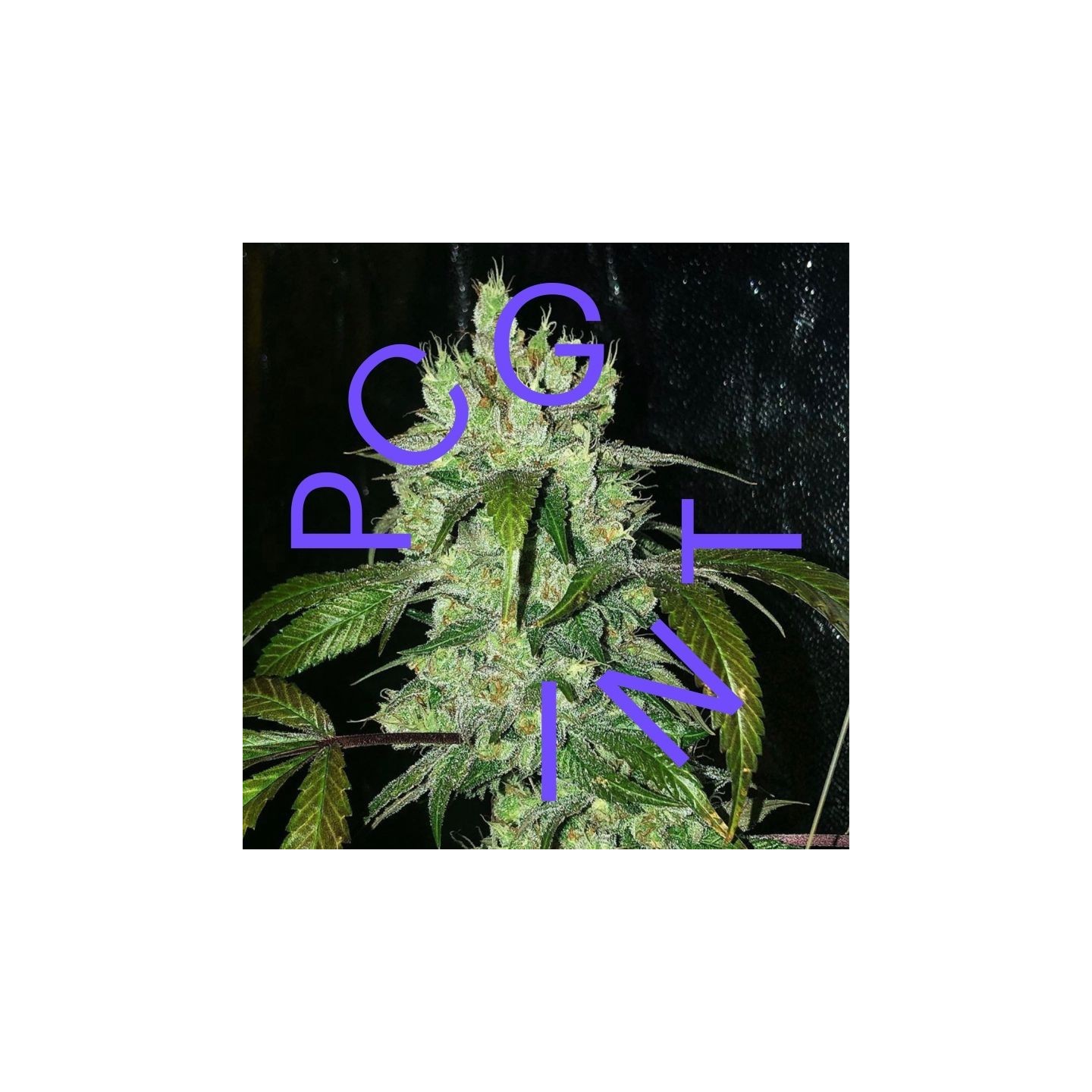 Banana Og X F1 Durb X Gushers de Purple City Genetics