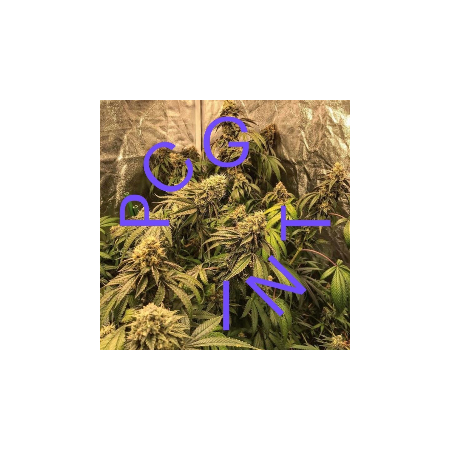 Brrr Berry Og X Purple Punch de Purple City Genetics