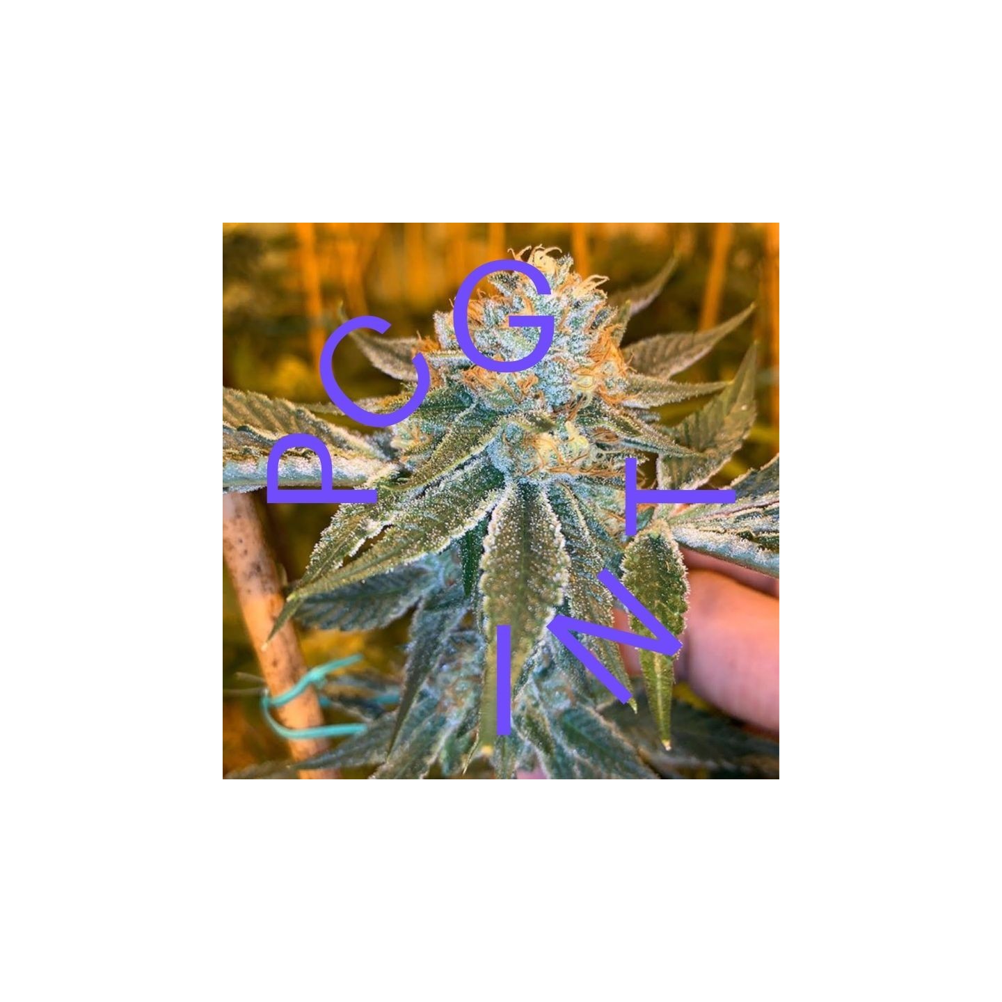 Brrr Berry Og X Strawnana de Purple City Genetics