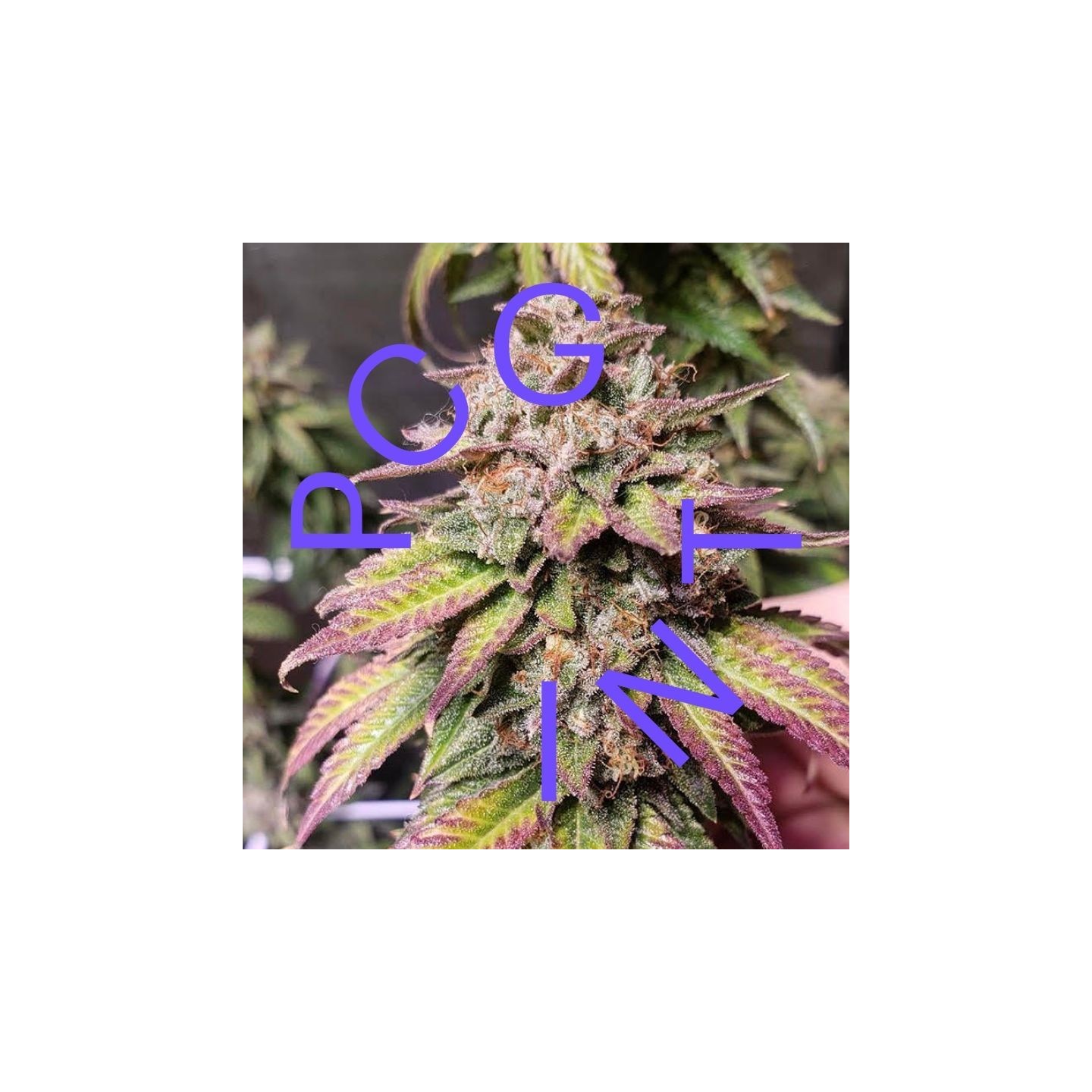Bubba Diagonal X Purple Punch de Purple City Genetics