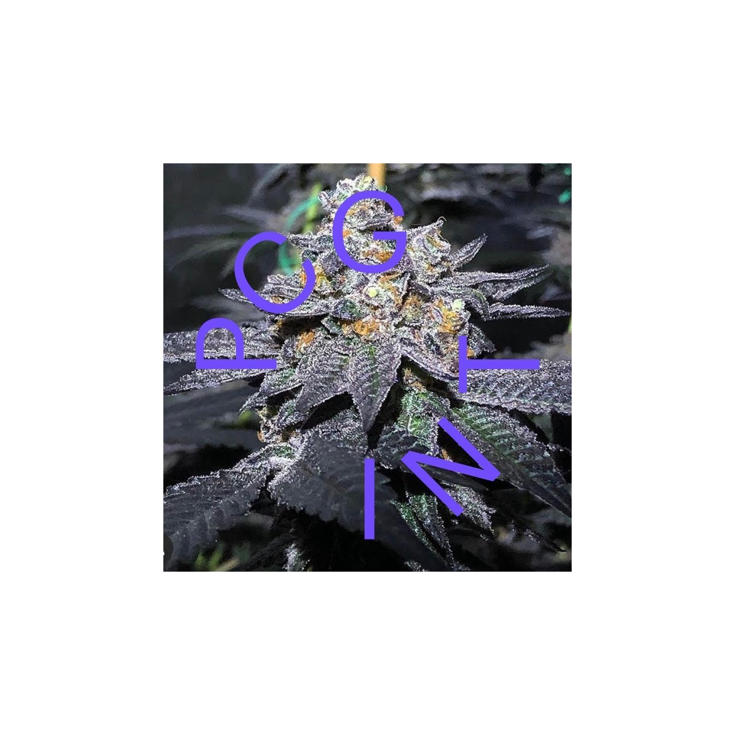 Dosidos X F1 Durb X Gushers de Purple City Genetics