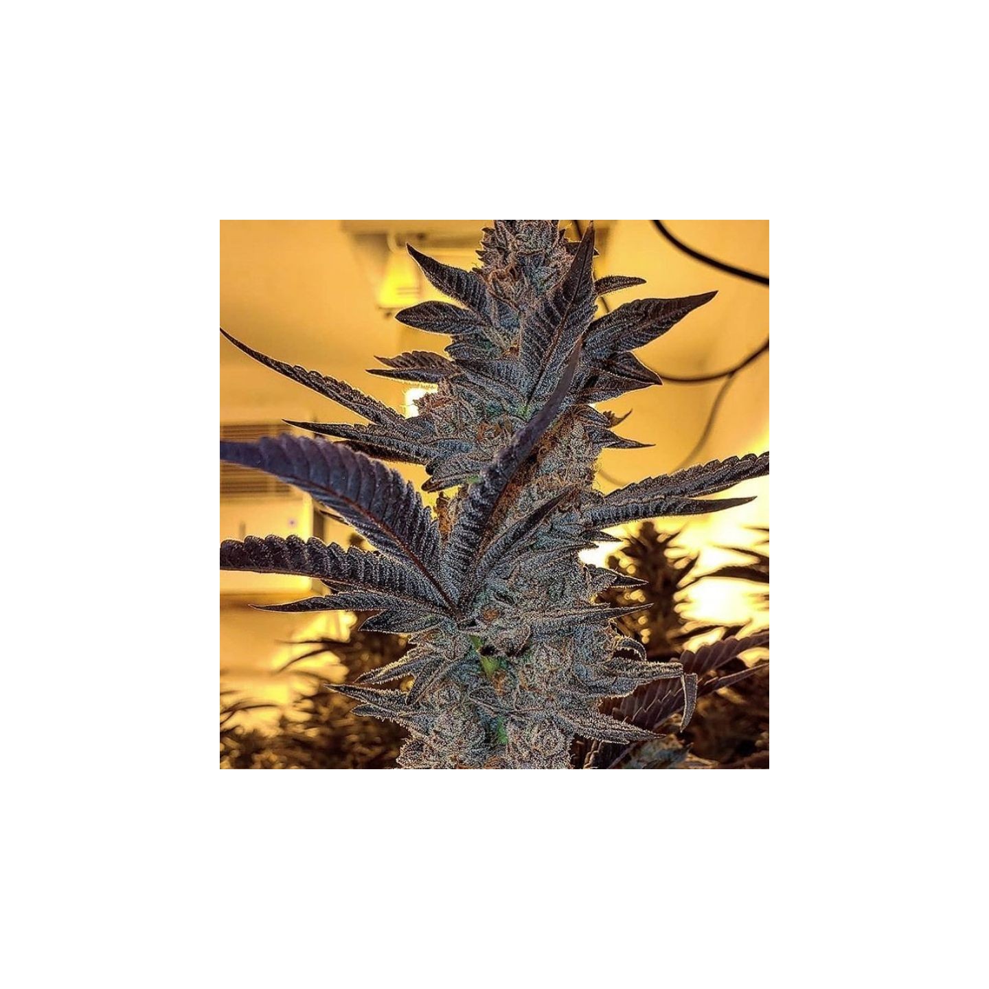 Dosidos X Key Lime Pie de Purple City Genetics