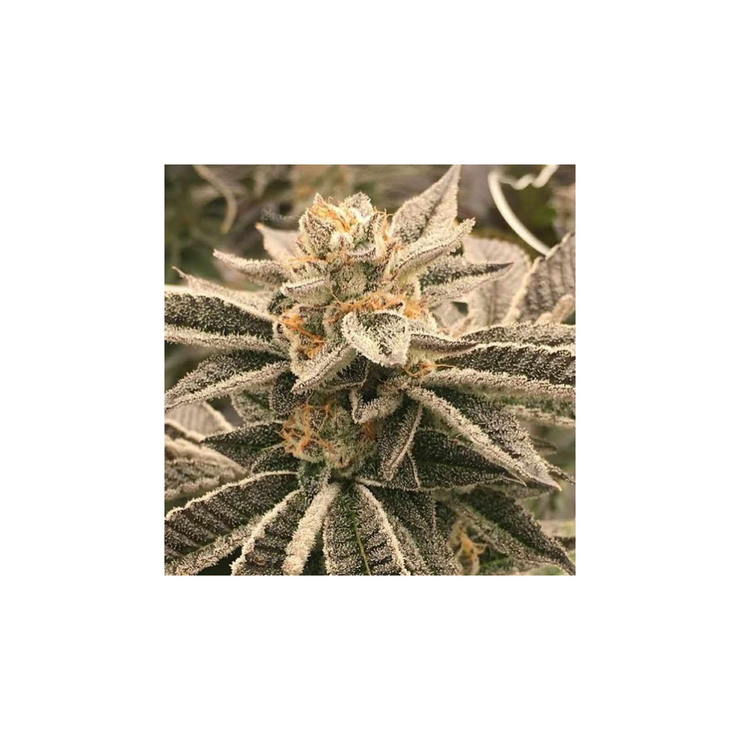 Dosidos X Watermelon Zkittlez de Purple City Genetics