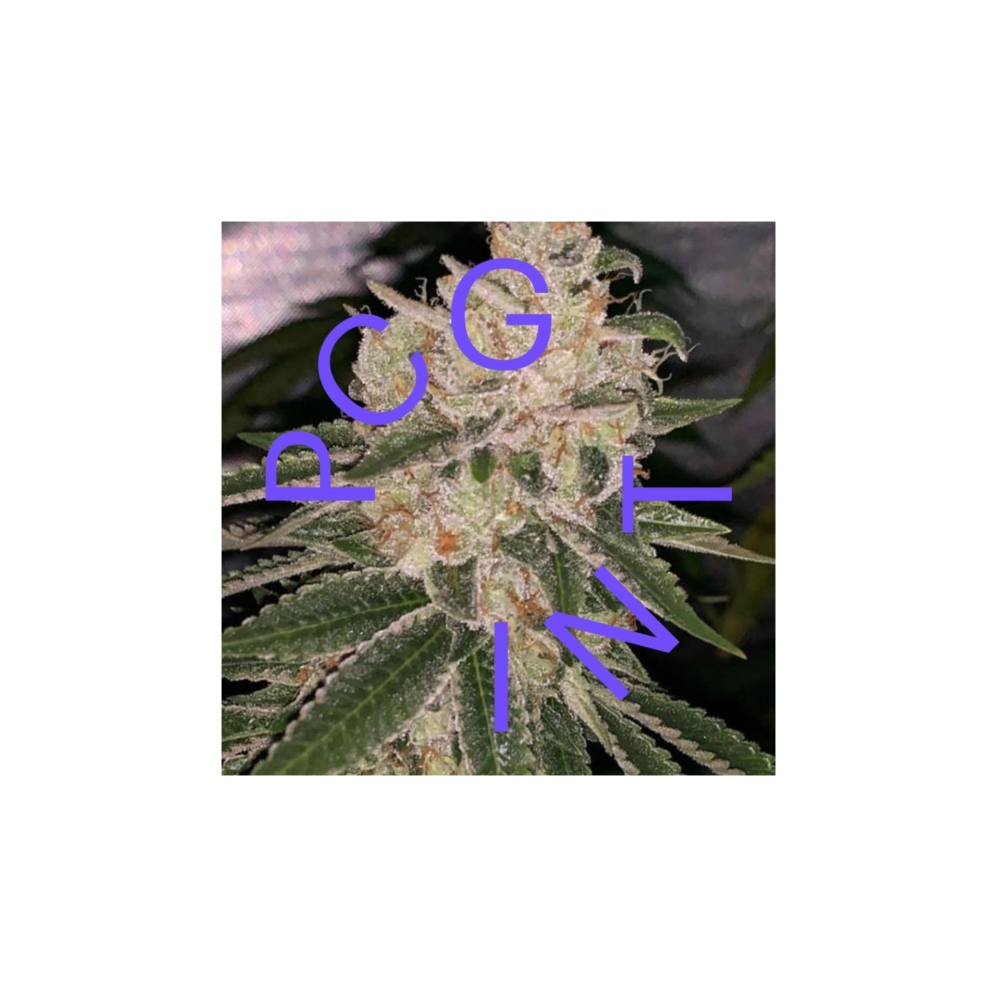 East Bay Og X Purple Punch de Purple City Genetics