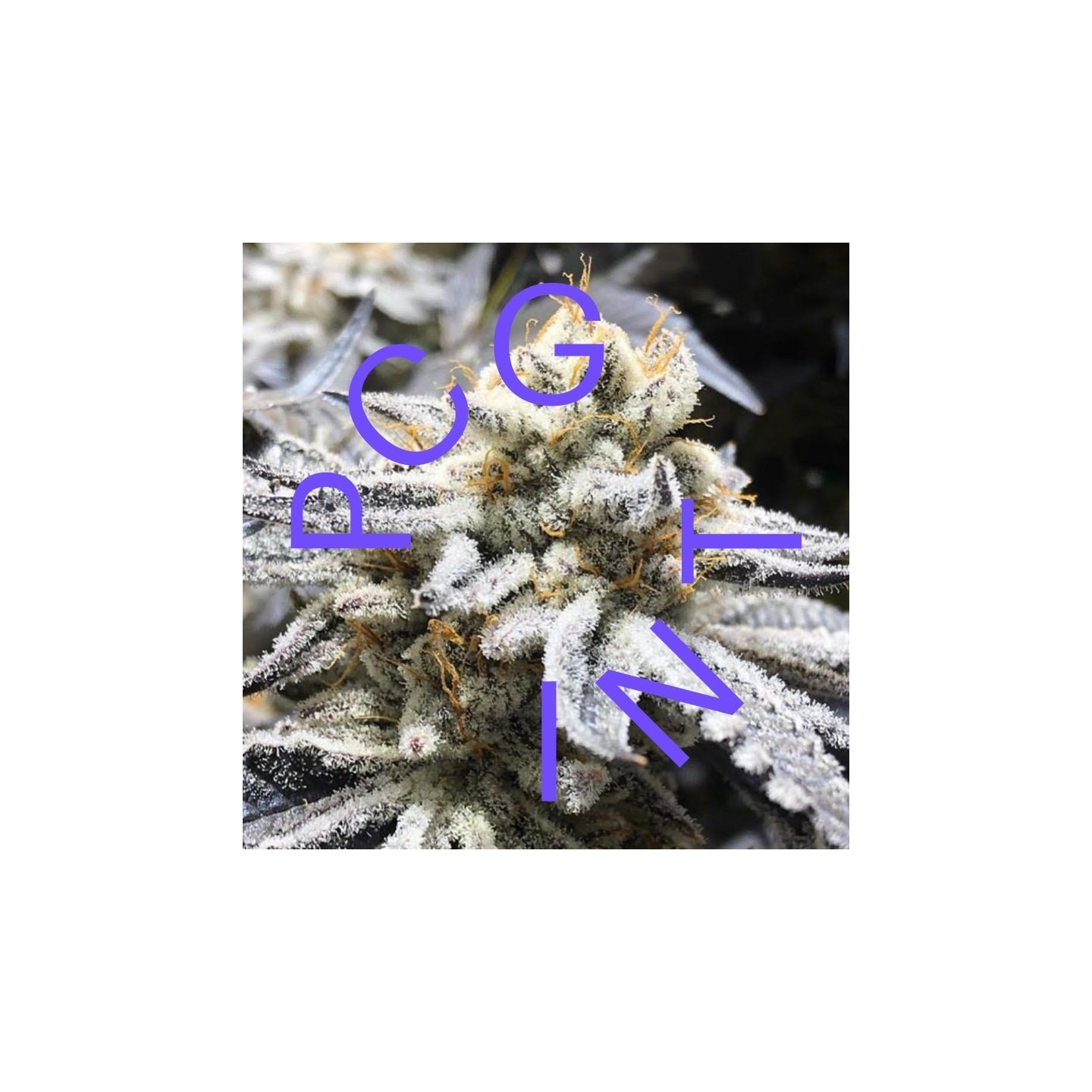 Gelato 33 X Purple Punch de Purple City Genetics