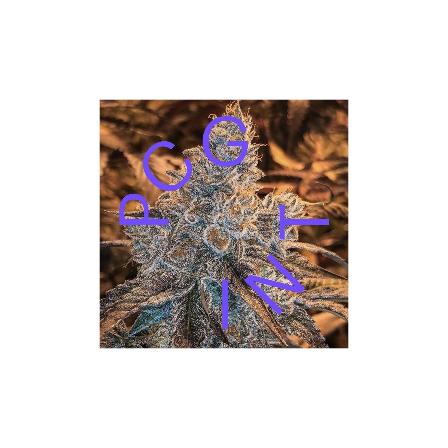 Gushers X Strawnana de Purple City Genetics