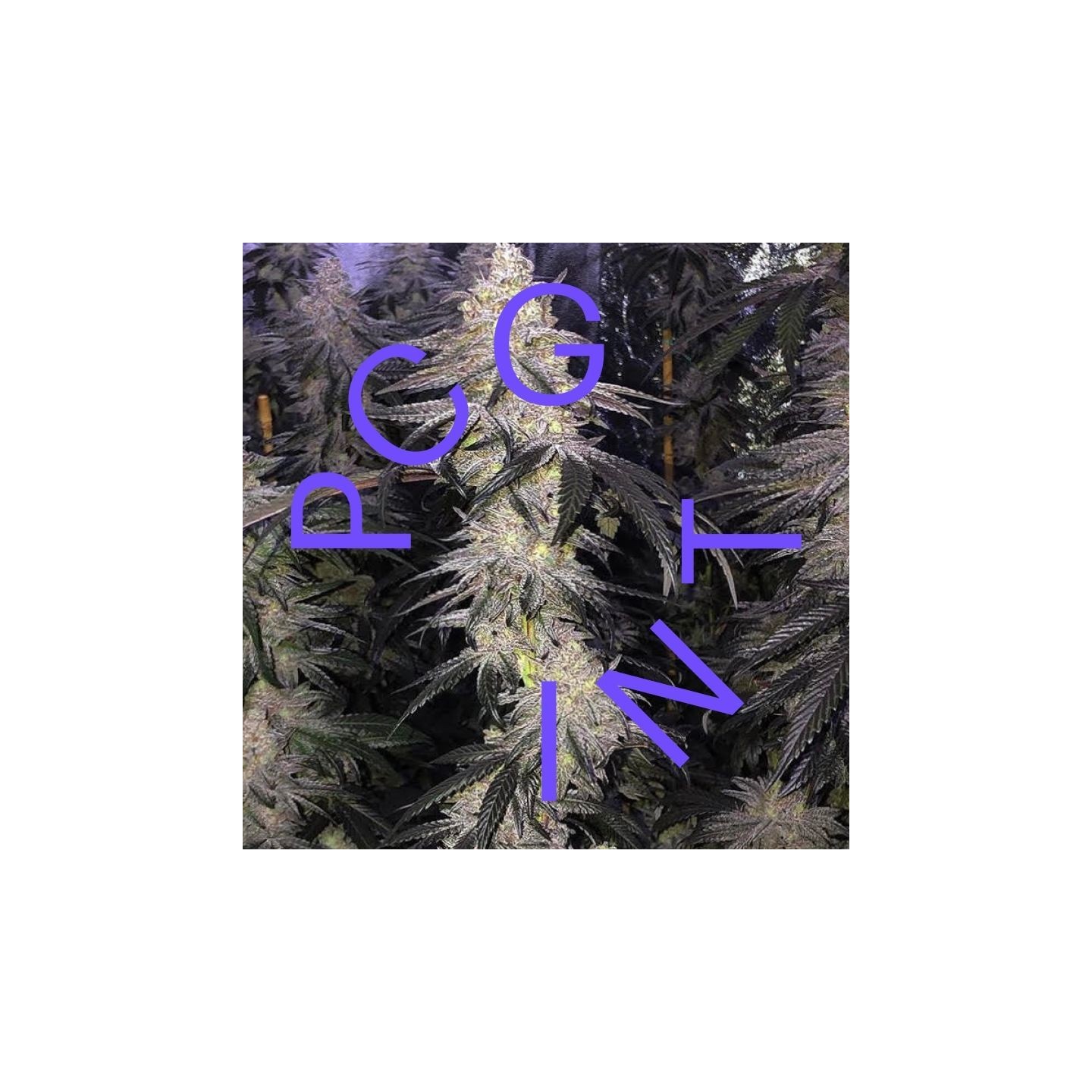 Kush Mints X Strawnana de Purple City Genetics
