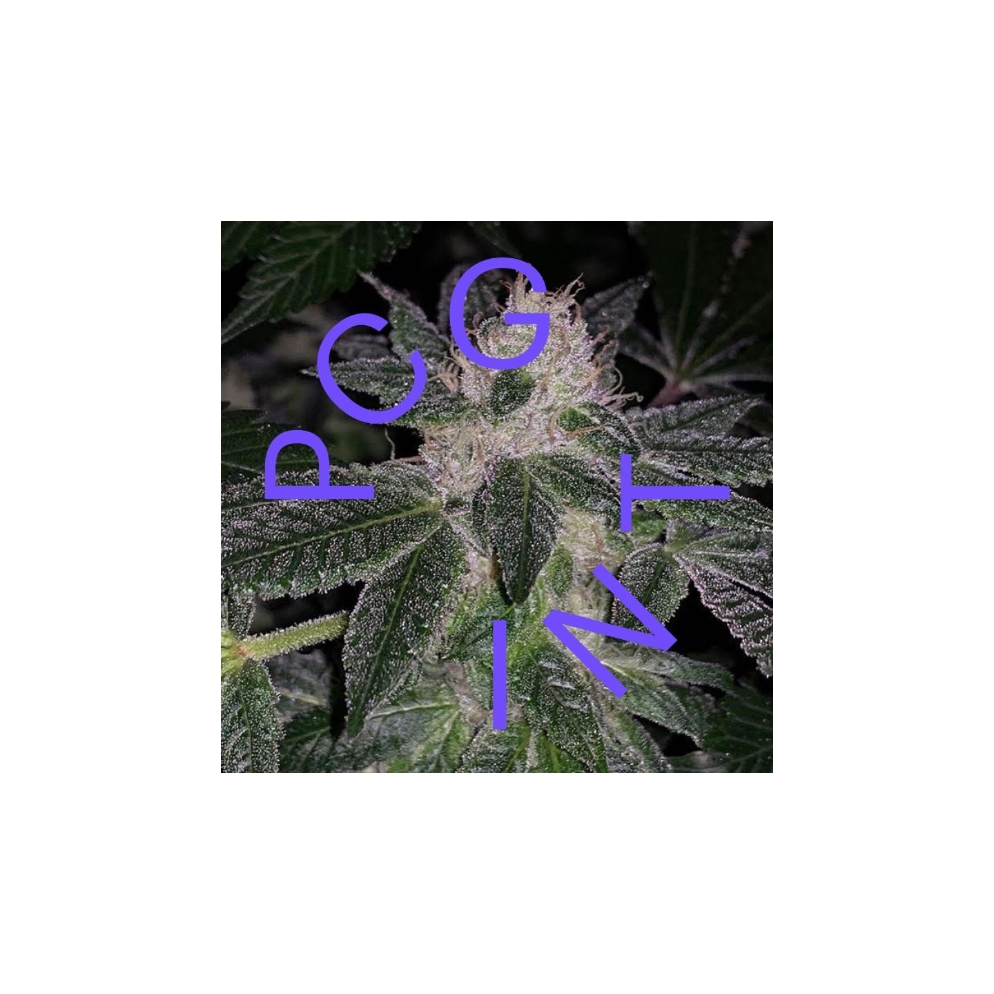 London Pound Cake X F1 Durb X Gushers de Purple City Genetics