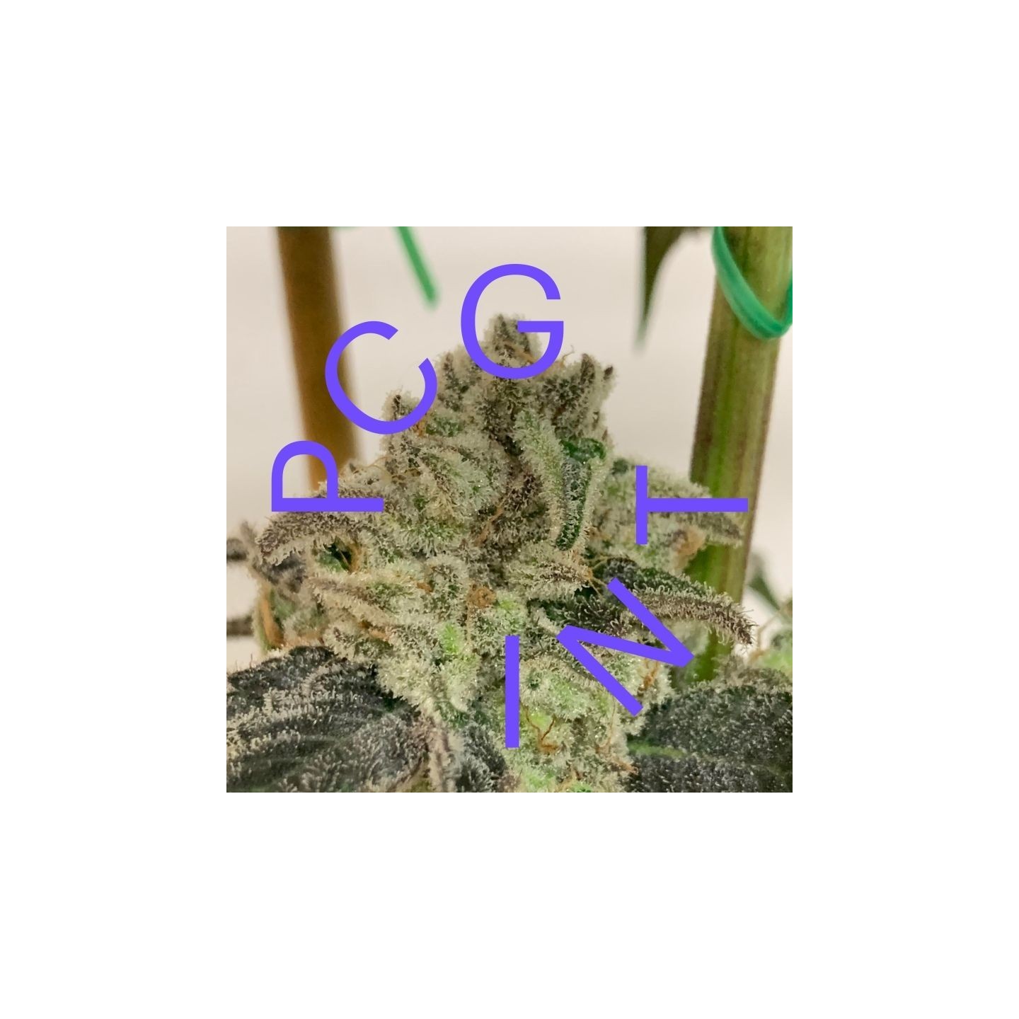 Mac X Purple Punch de Purple City Genetics