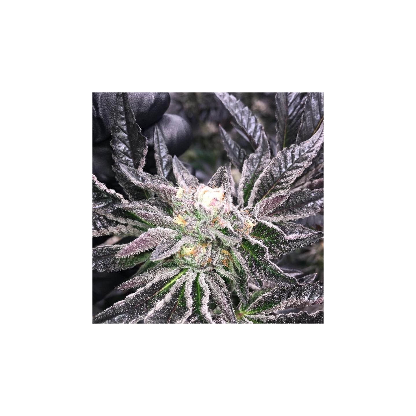 Pcg Cookies X Key Lime Pie de Purple City Genetics