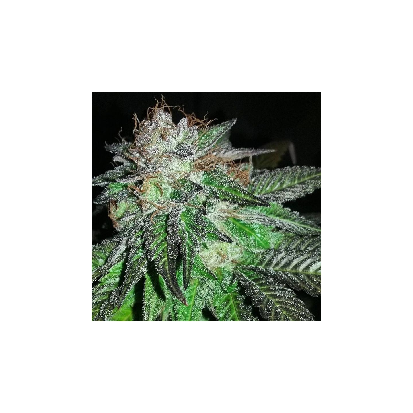 Pre 98 Bubba X Key Lime Pie de Purple City Genetics