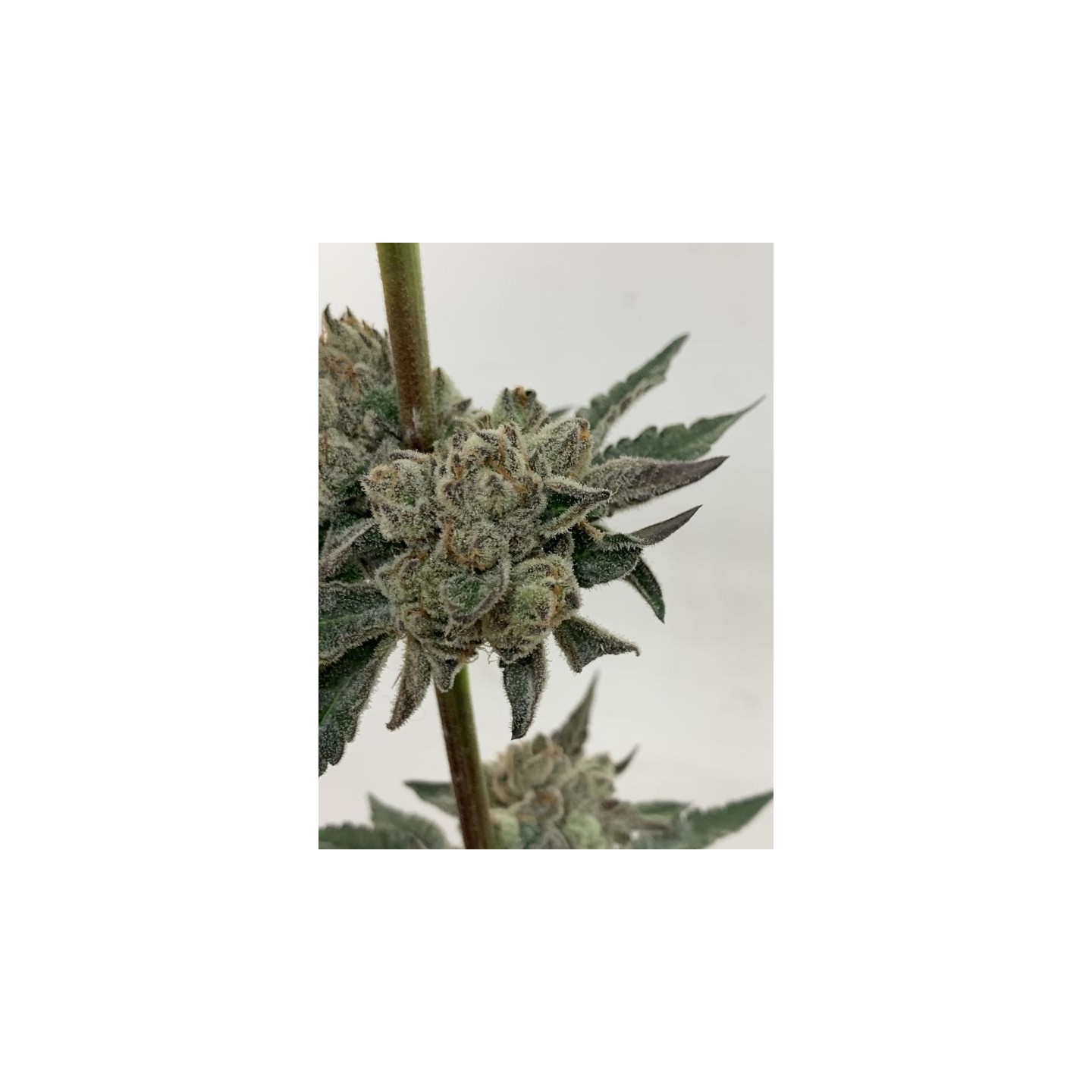 Runtz X F1 Durb X Gushers de Purple City Genetics