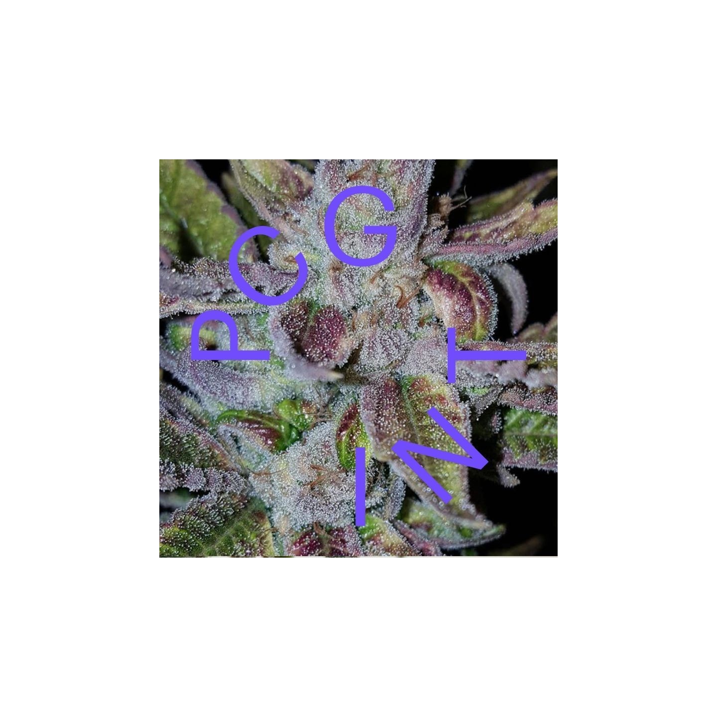Runtz X Strawnana de Purple City Genetics