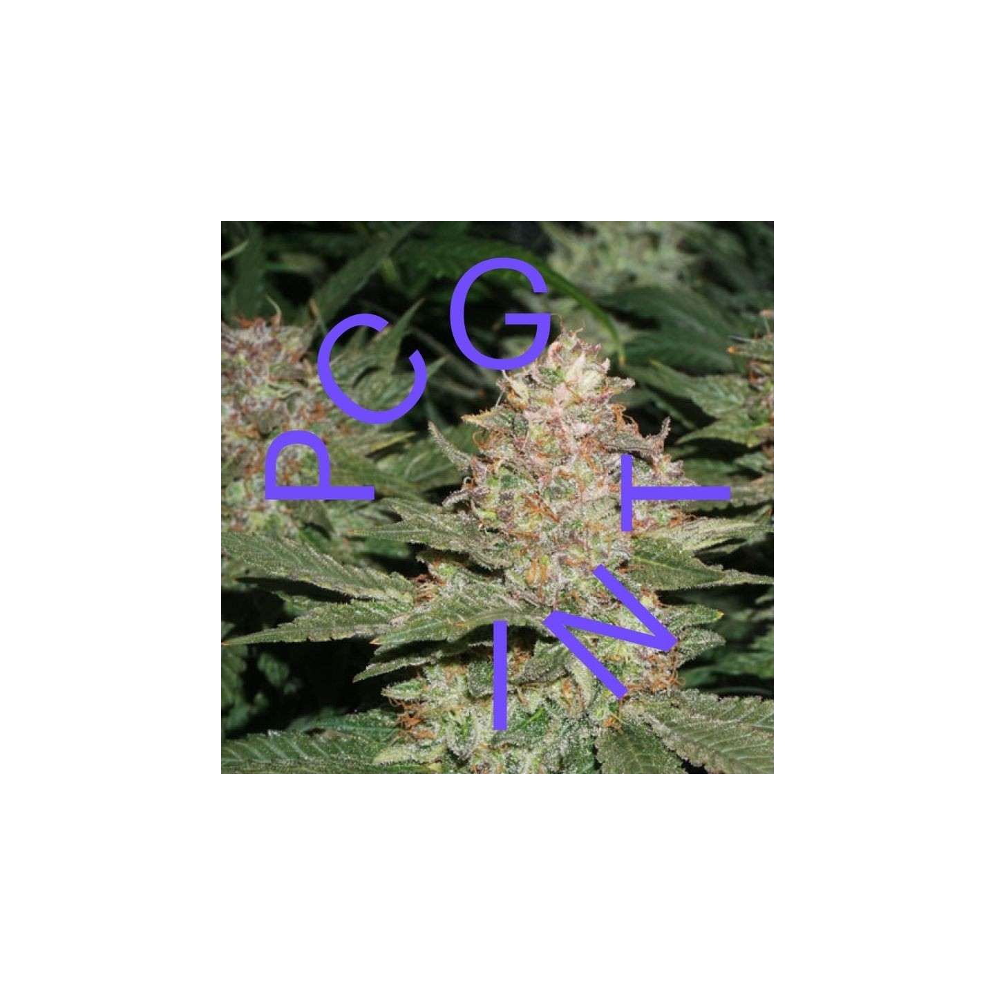 Strawberry Cough X Key Lime Pie de Purple City Genetics