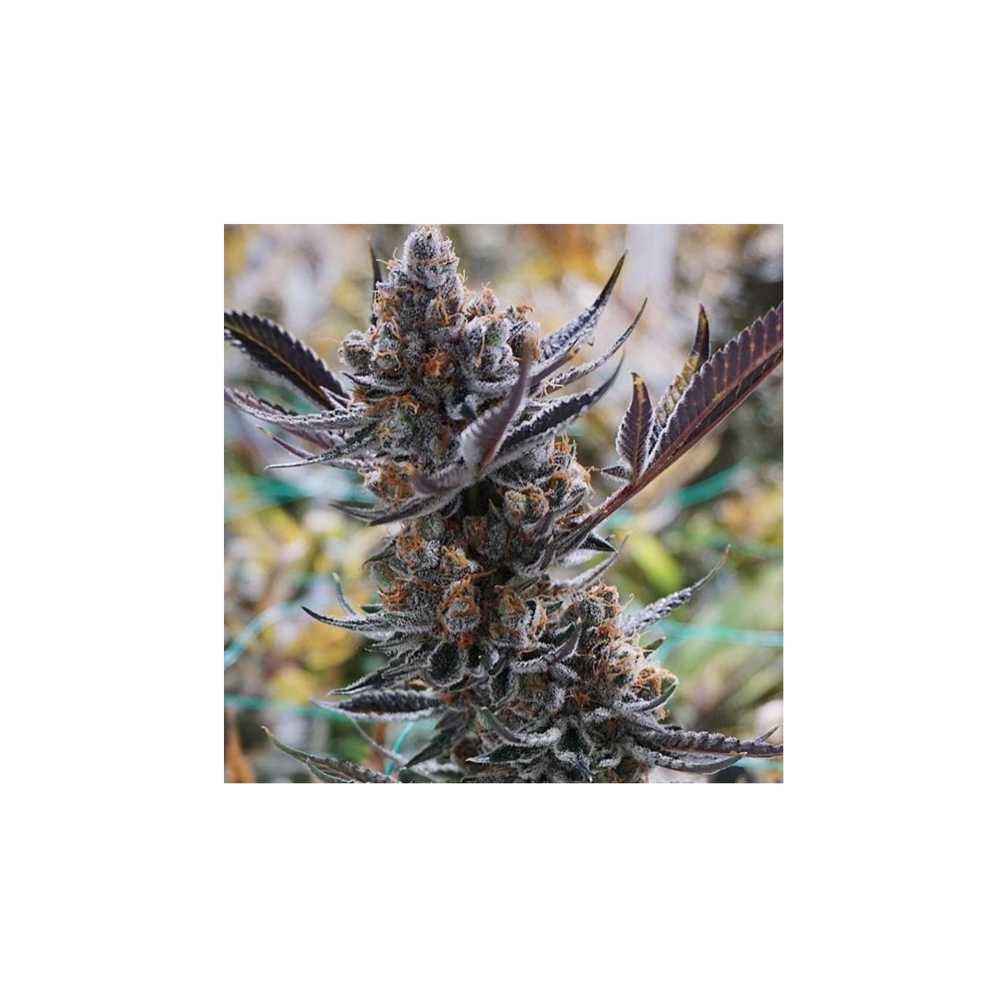 Thc Bomb X Pre 98 Bubba de Purple City Genetics