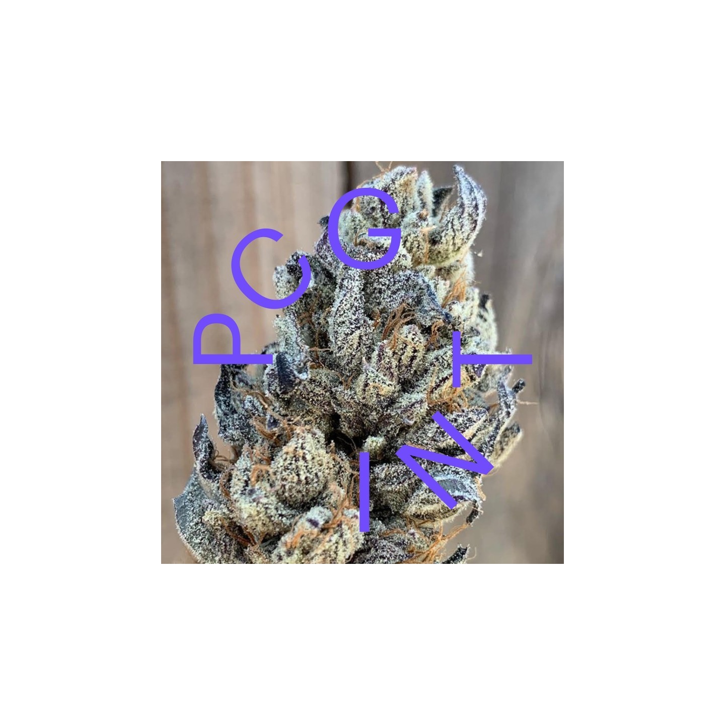 Wakanda X Strawnana de Purple City Genetics