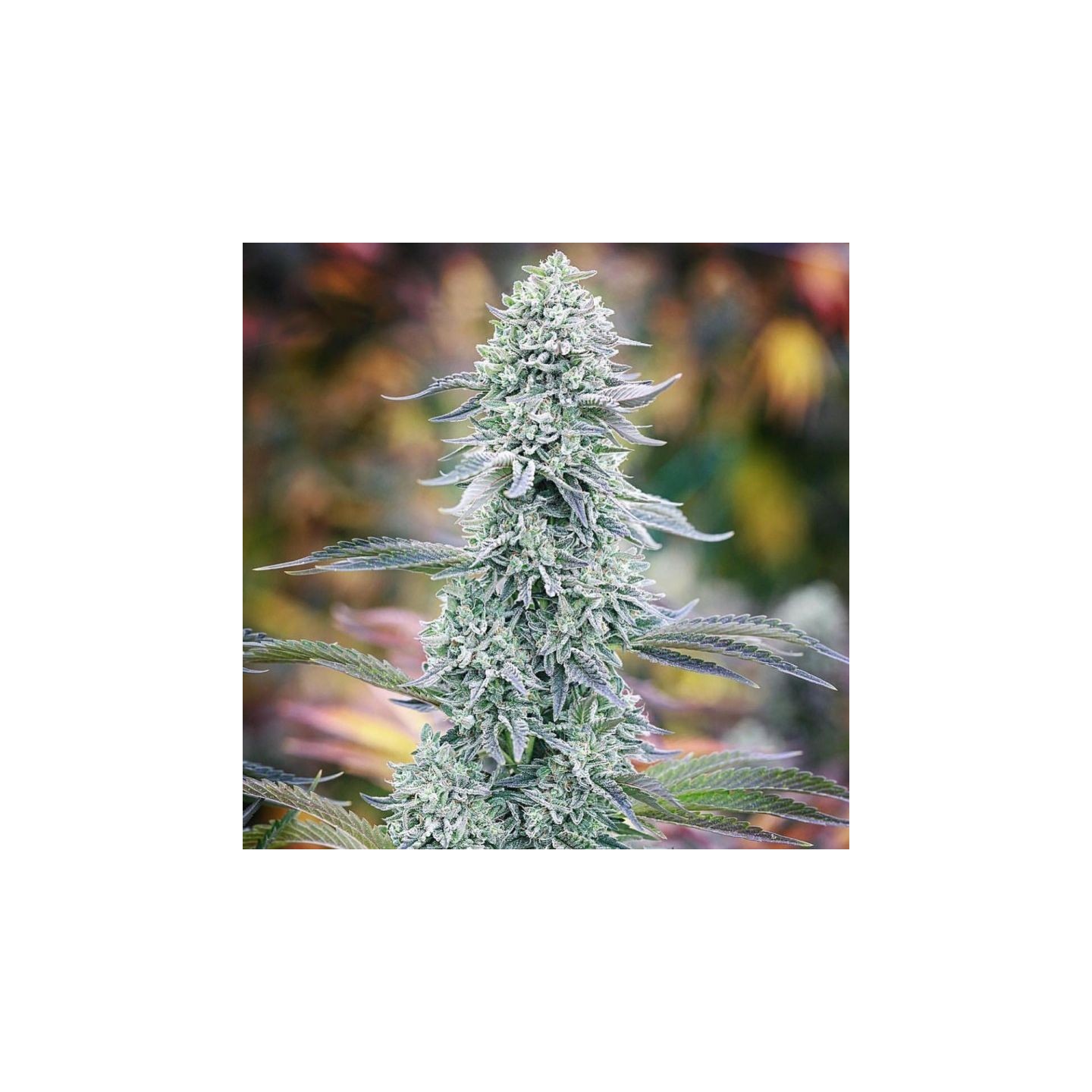 Watermelon Zkittlez S1 de Purple City Genetics