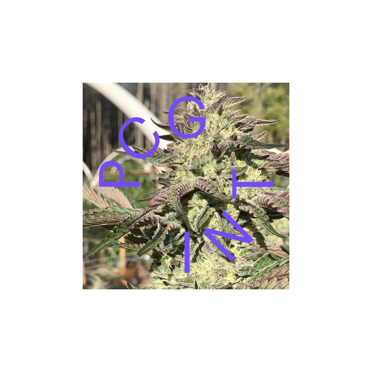 Wedding Cake X F1 Durb X Gushers de Purple City Genetics