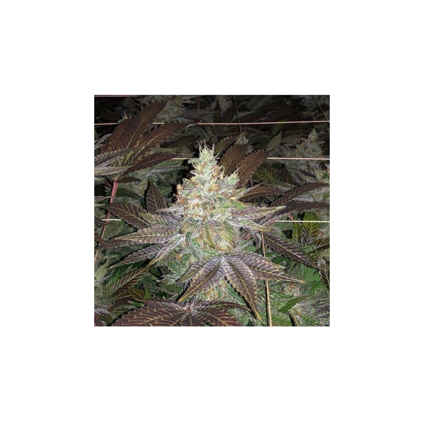 Z3 X Watermelon Zkittlez de Purple City Genetics