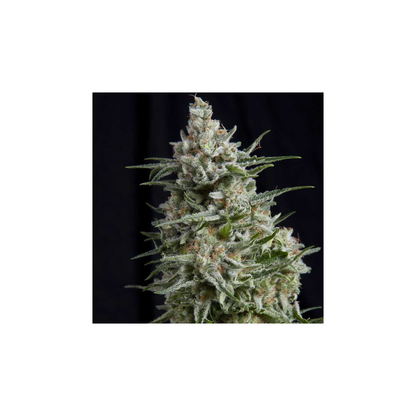 Anesthesia de Pyramid Seeds