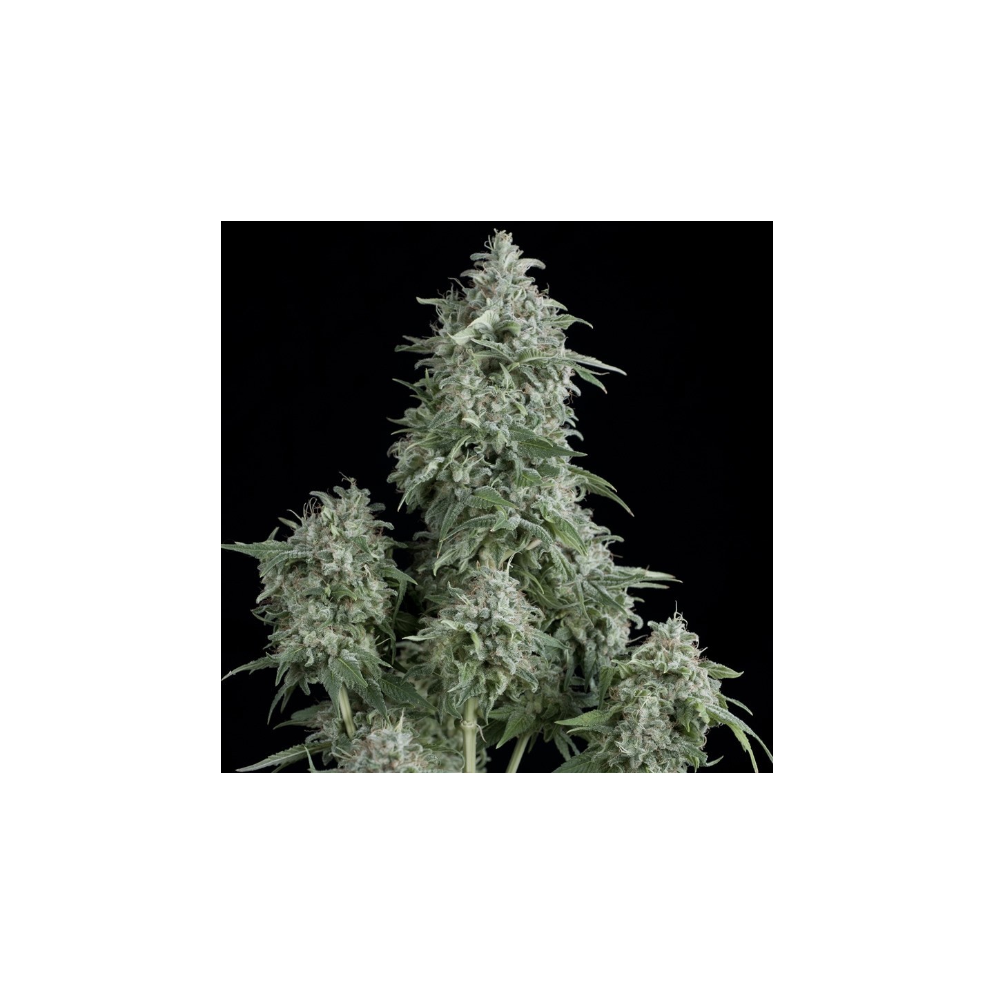 Anubis de Pyramid Seeds