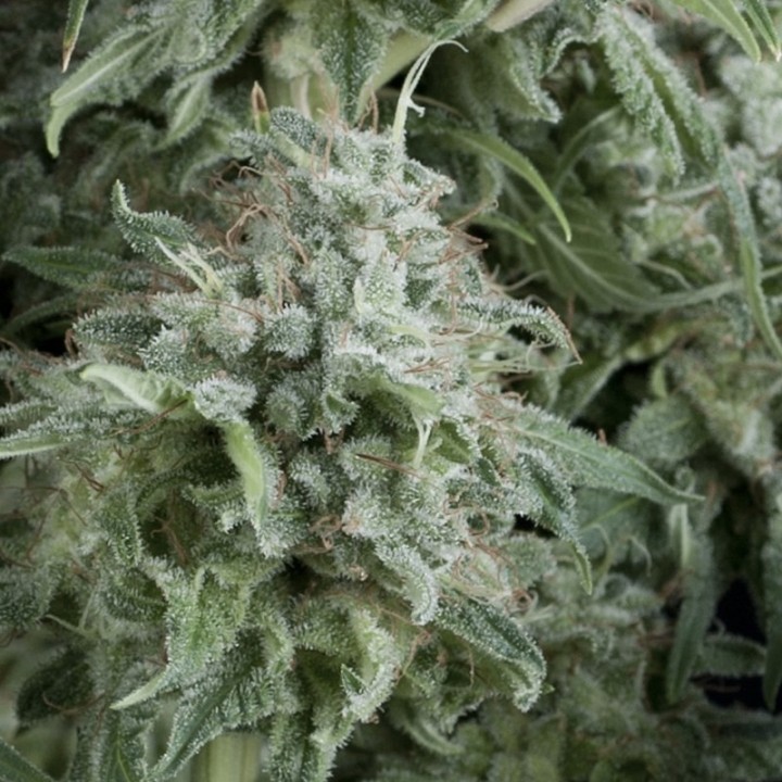 Auto Anubis de Pyramid Seeds