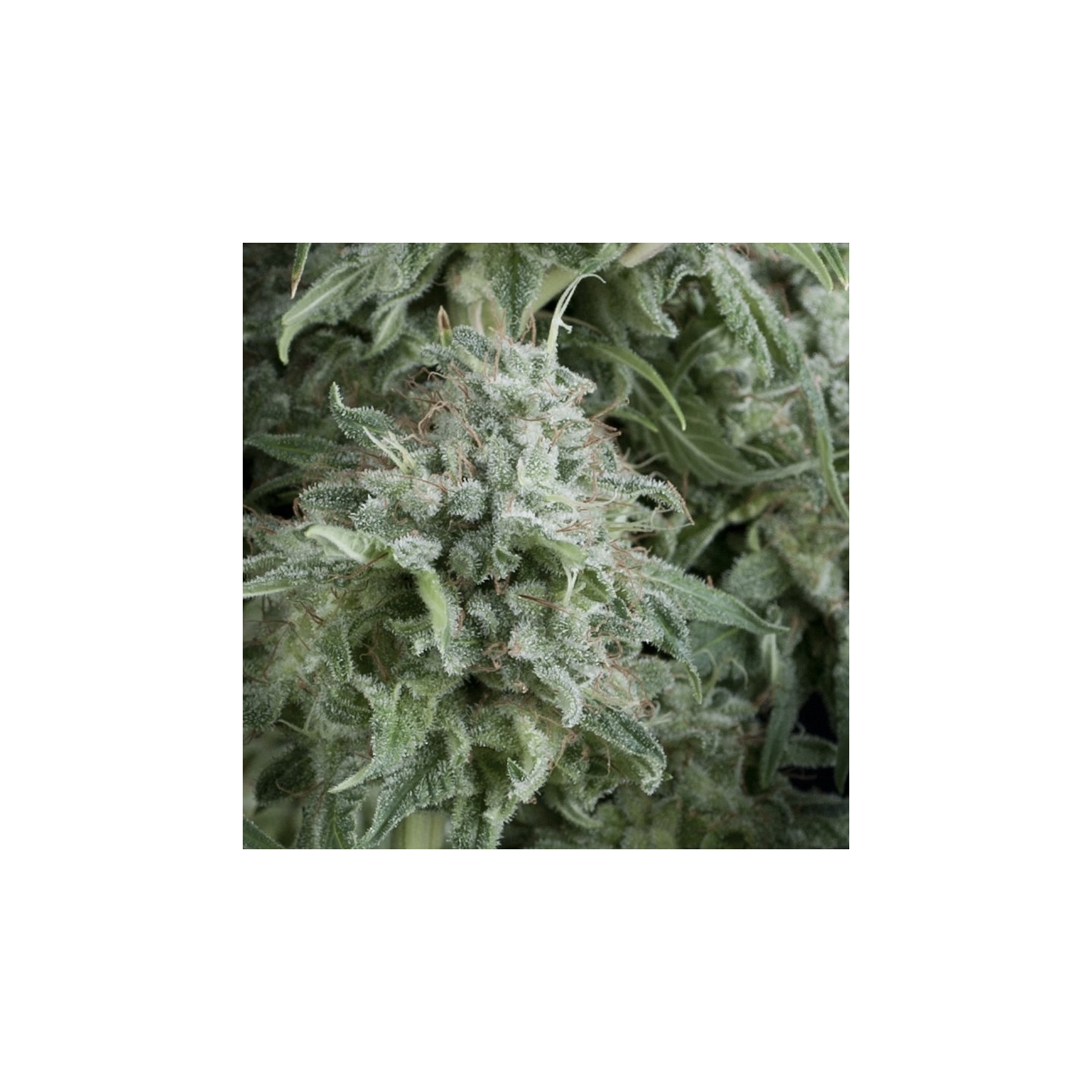Auto Anubis de Pyramid Seeds
