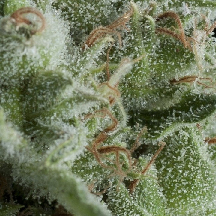 AUTO KRYPTONITE - Imagen 1