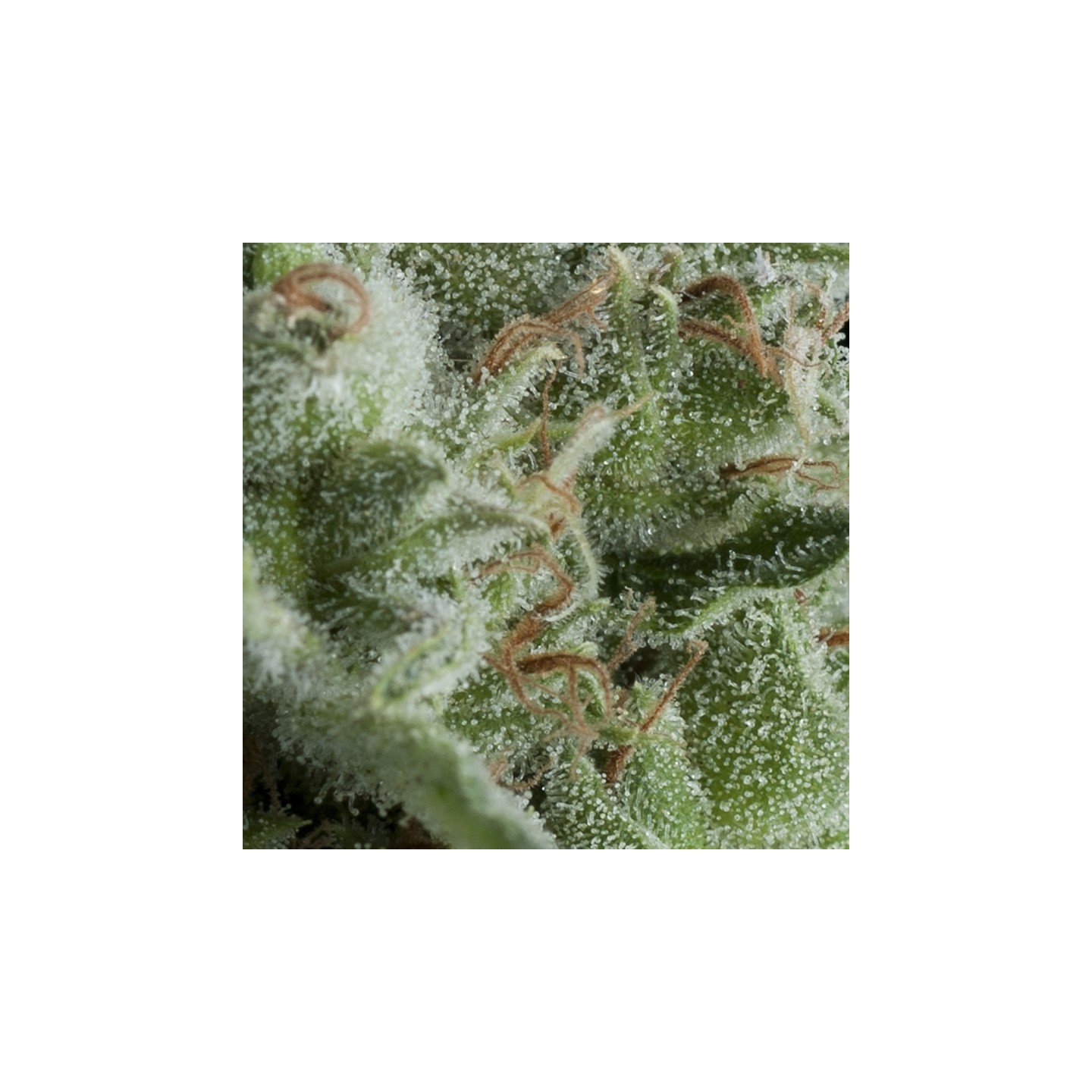 AUTO KRYPTONITE - Imagen 1