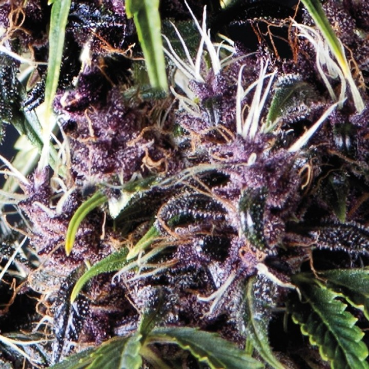 Auto Purple de Pyramid Seeds