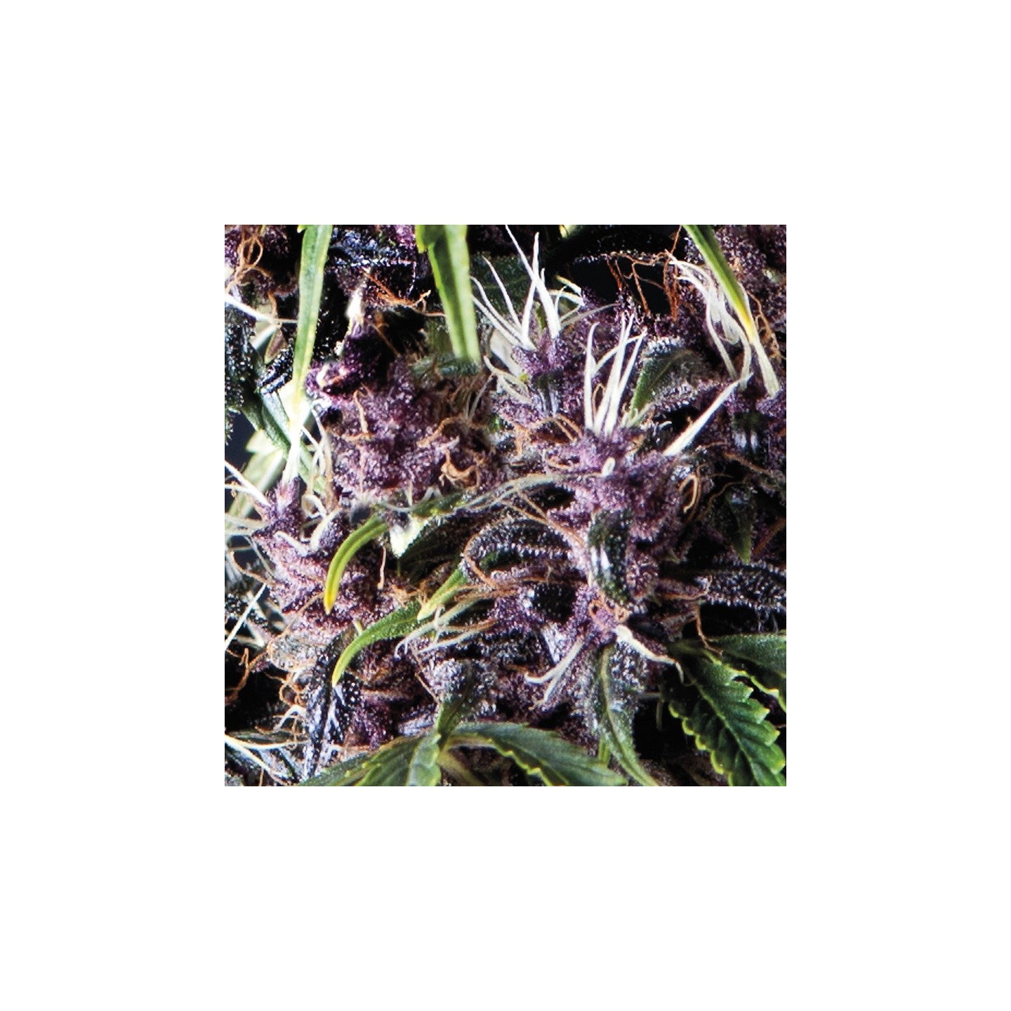 Auto Purple de Pyramid Seeds