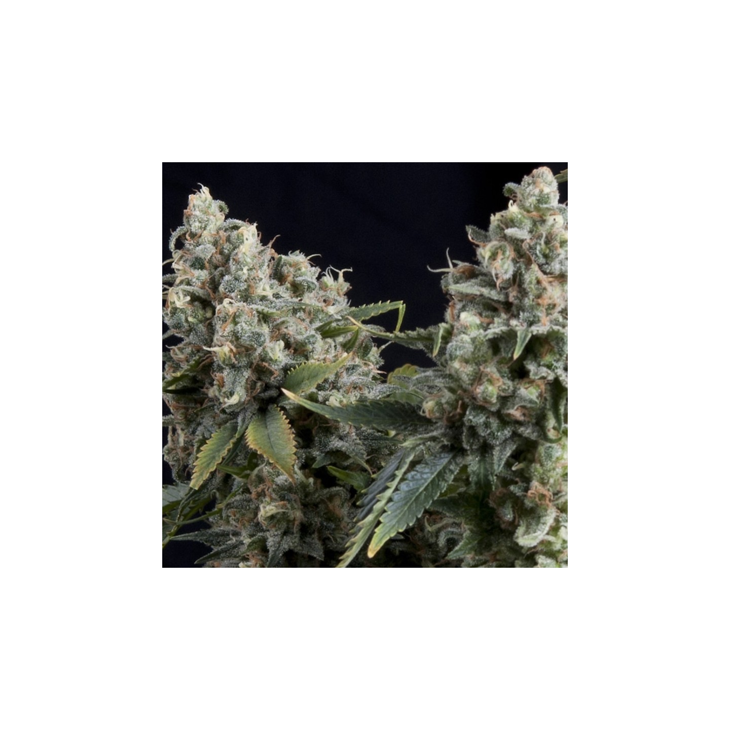 Auto Tutankhamon de Pyramid Seeds
