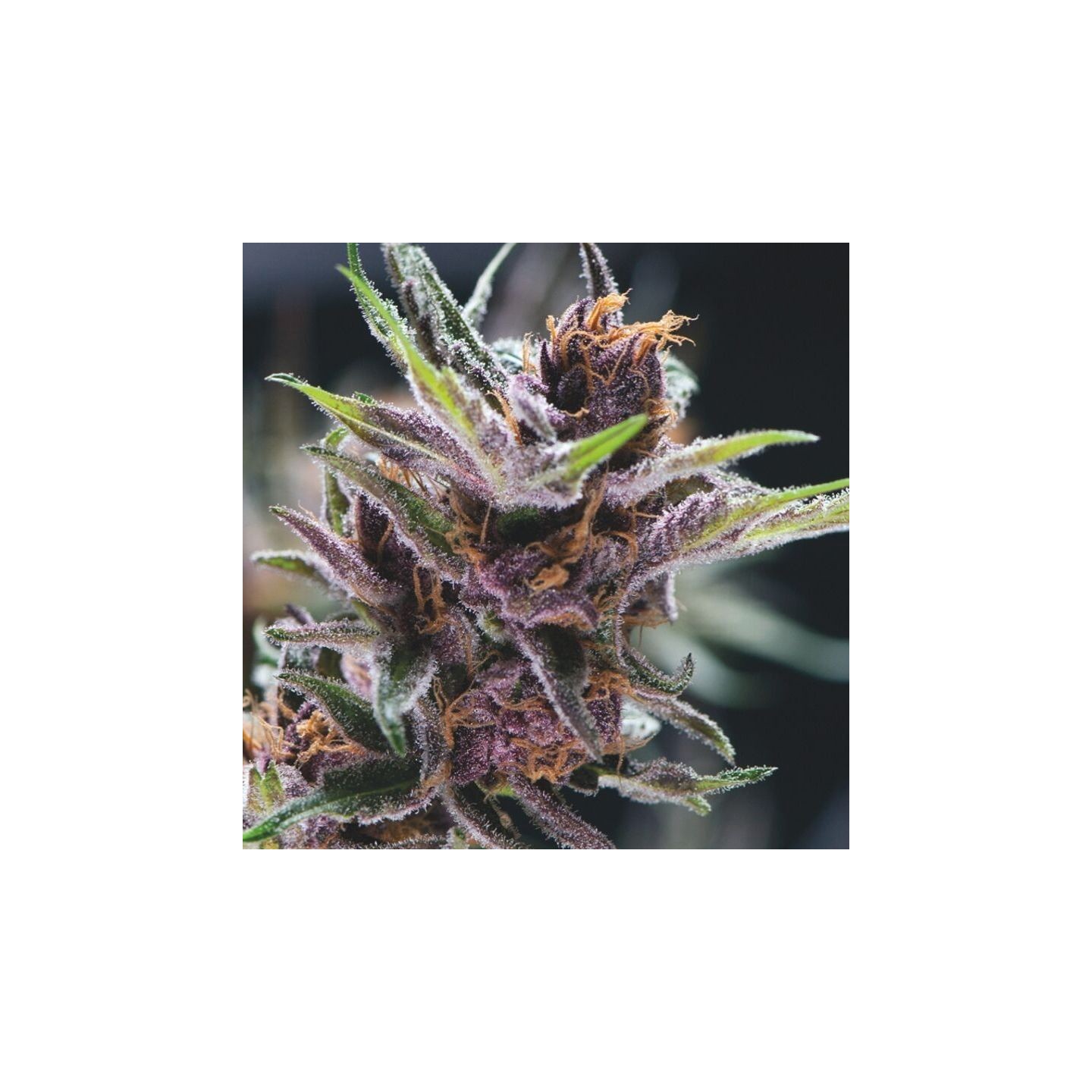 Black Cherry Punch de Pyramid Seeds