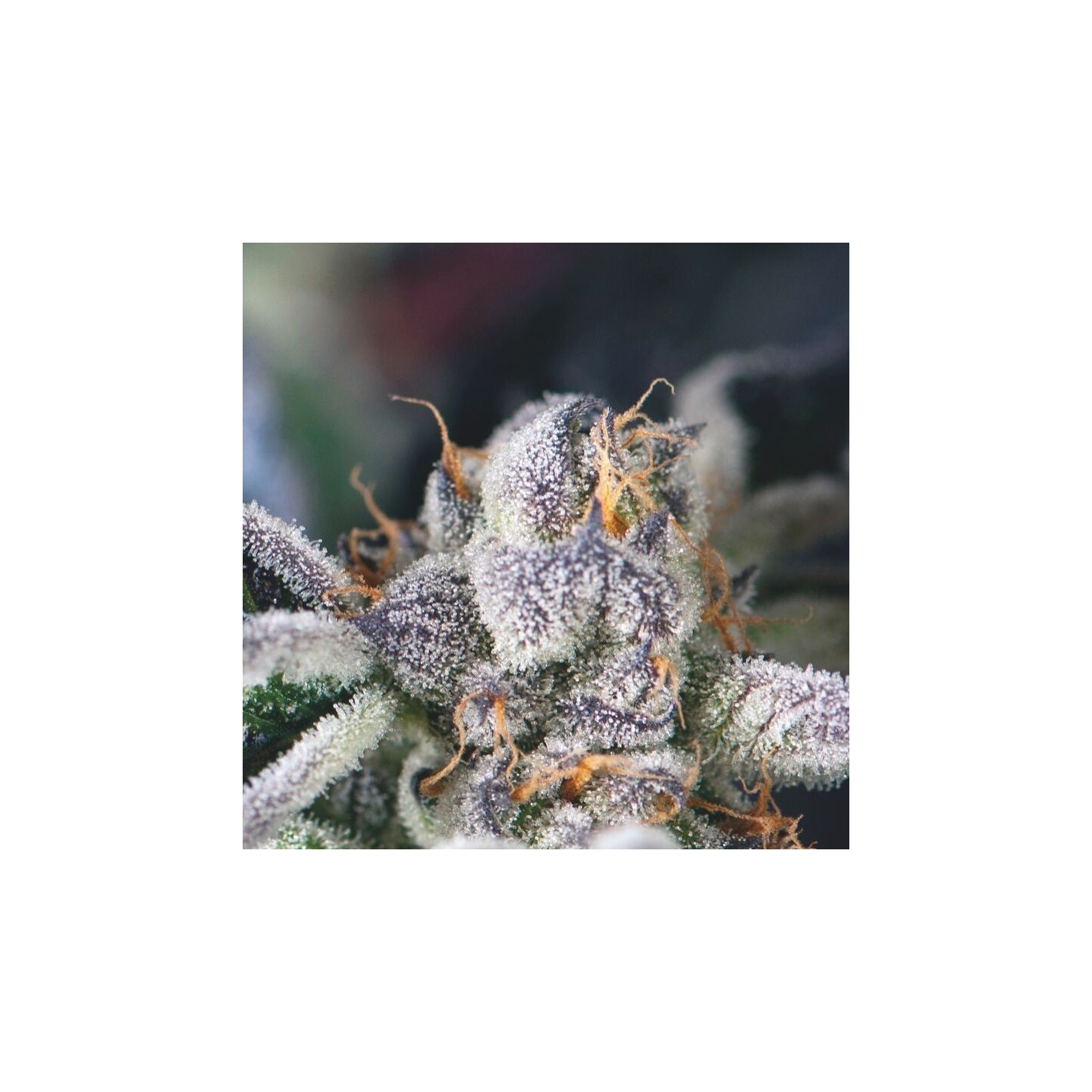 Cookies Usa de Pyramid Seeds
