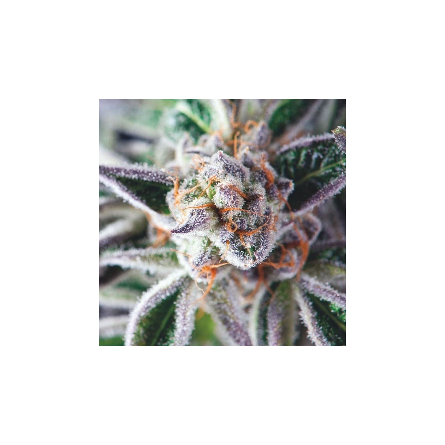 Do-Si-Dos de Pyramid Seeds