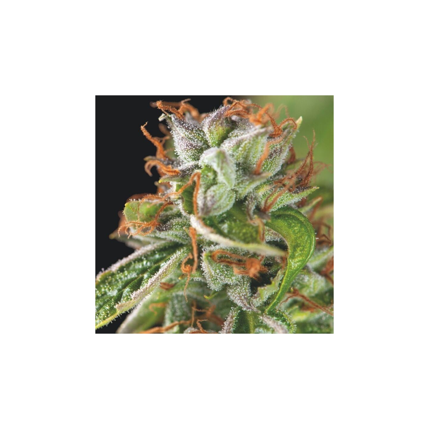 Double Og Haze de Pyramid Seeds