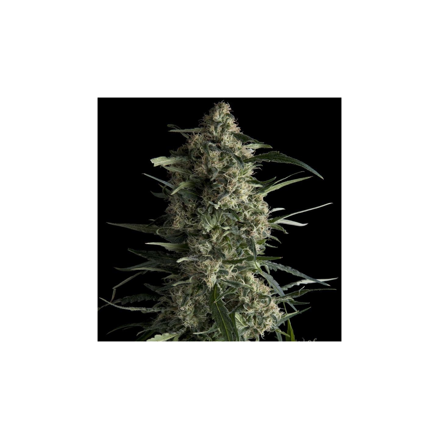 Galaxy de Pyramid Seeds