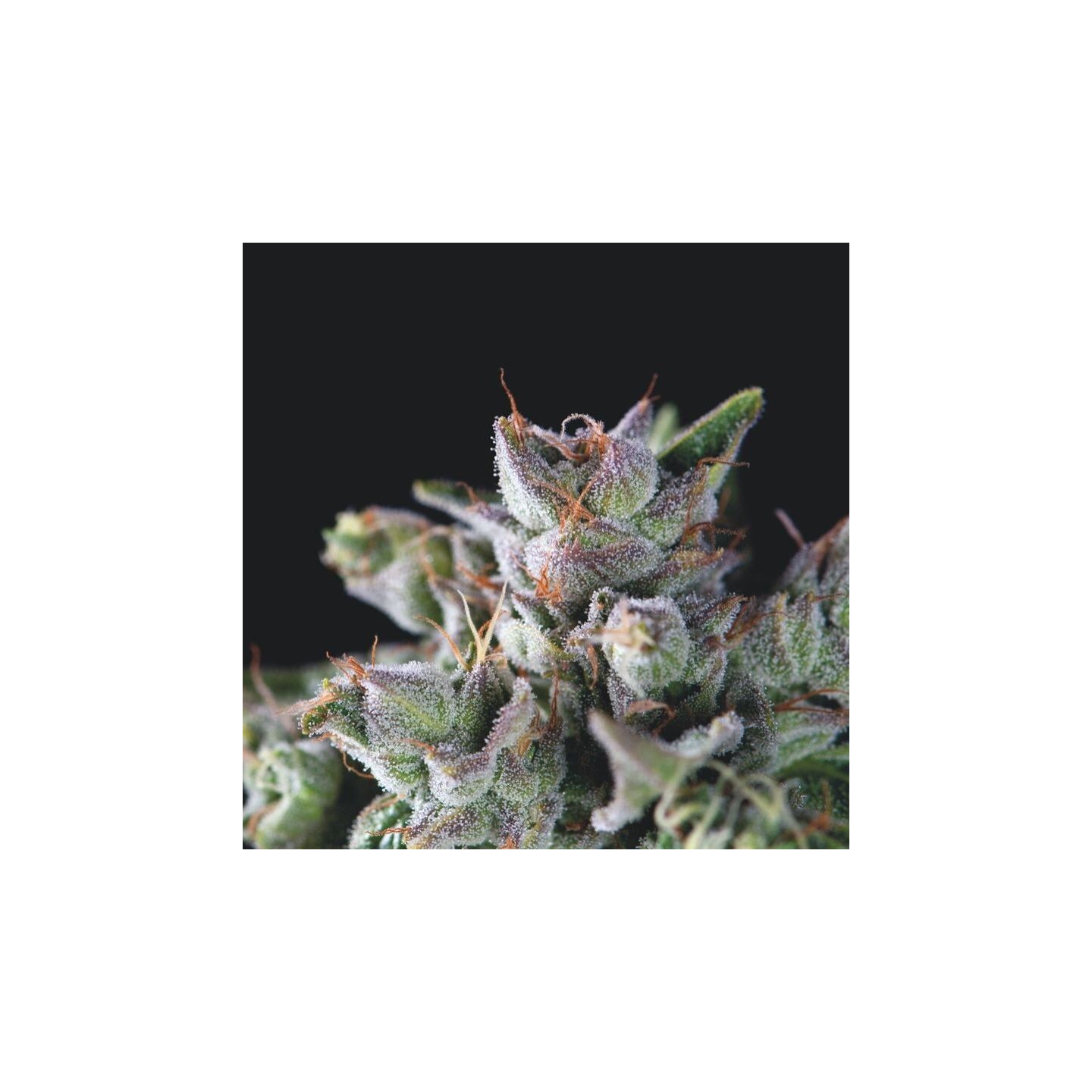 Gorila de Pyramid Seeds