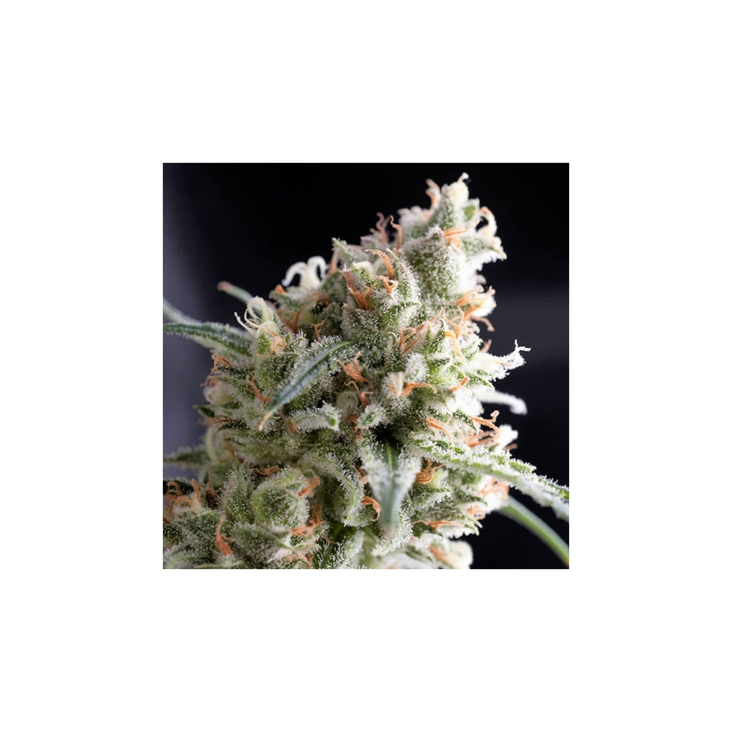 Kukulkan de Pyramid Seeds