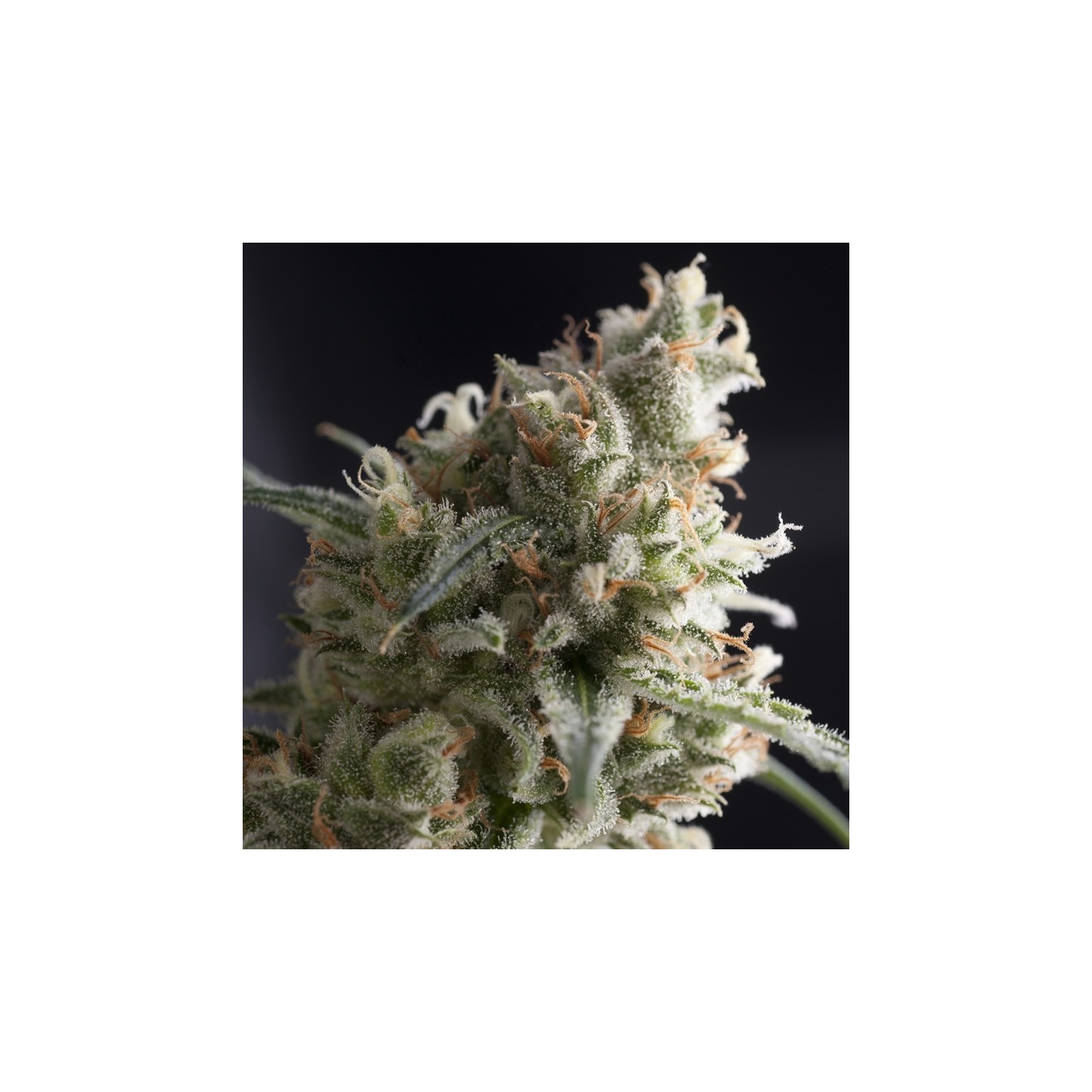 Lennon de Pyramid Seeds