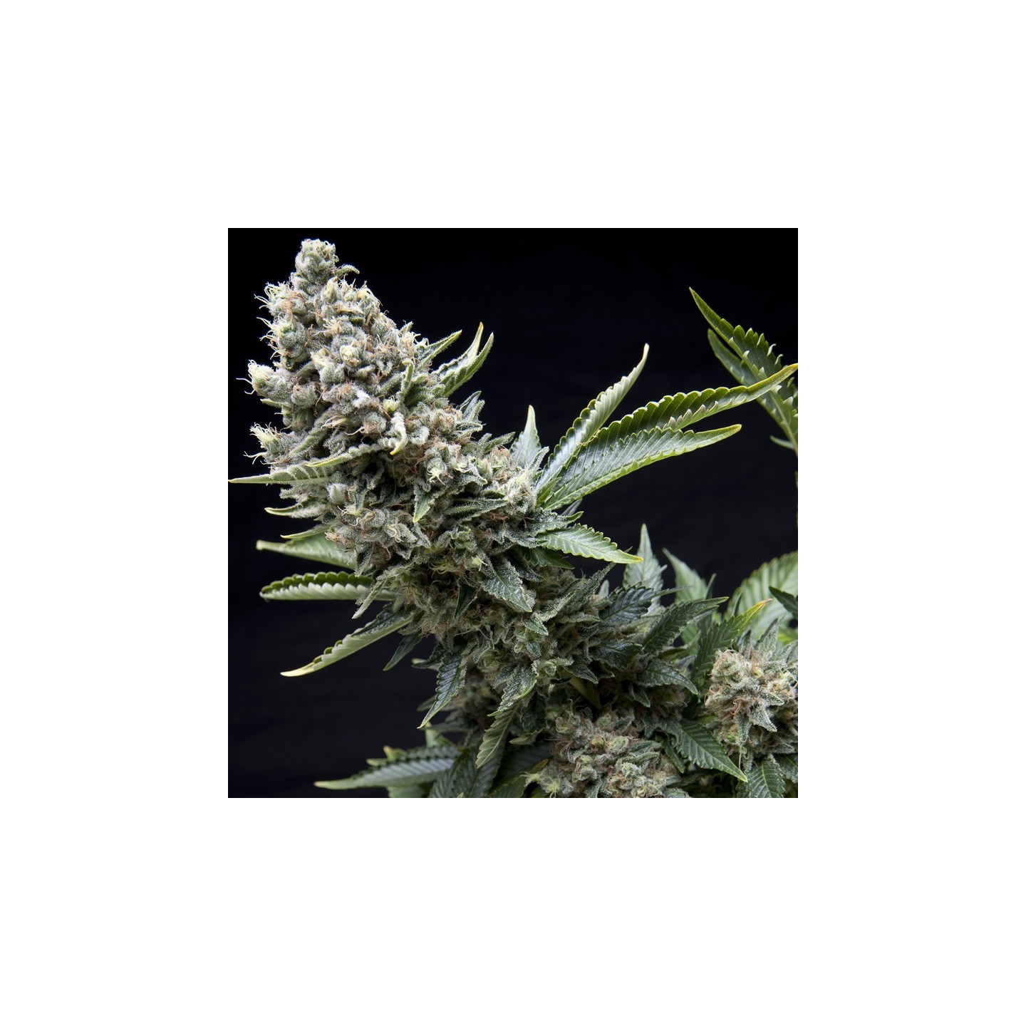 New York City de Pyramid Seeds