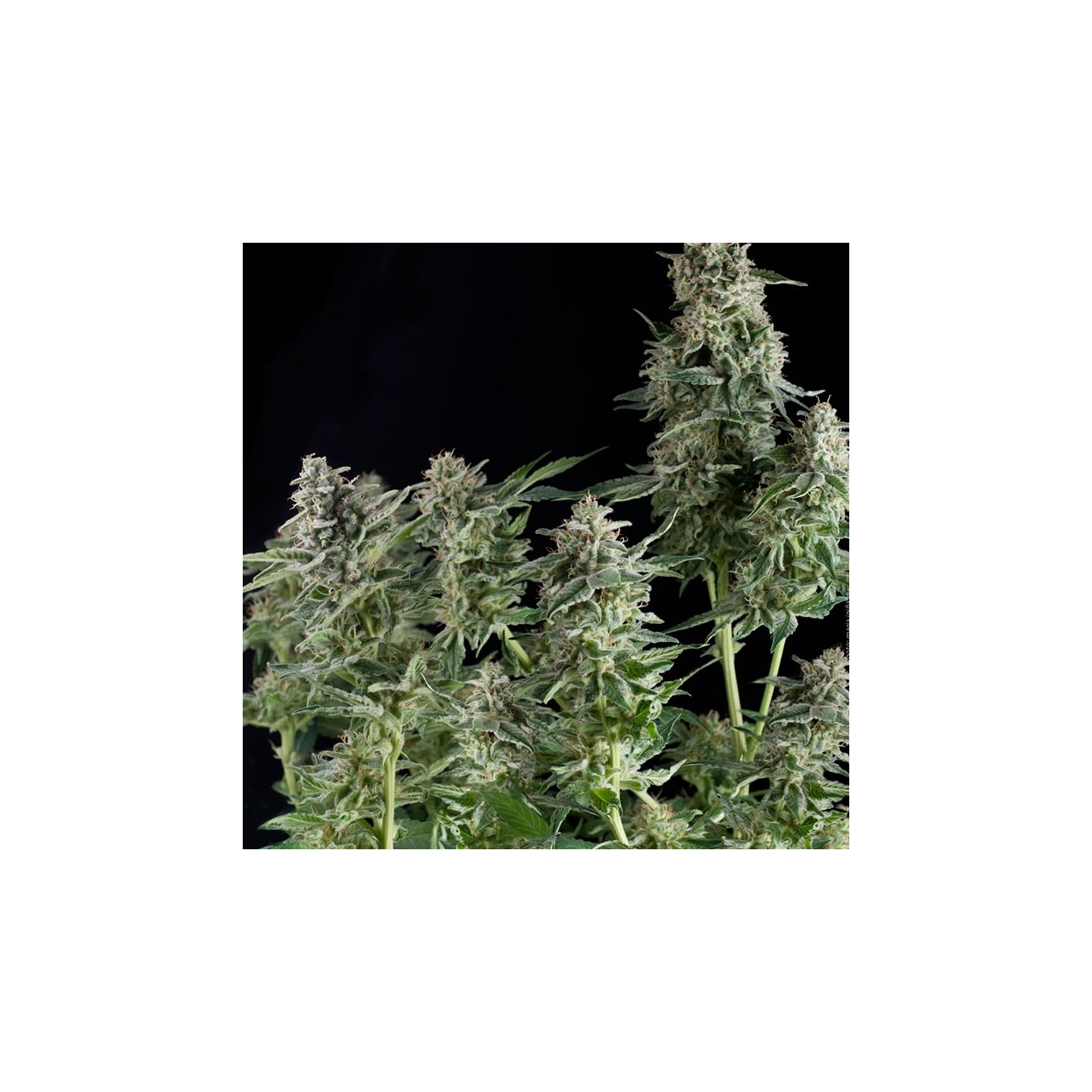 Northern Lights de Pyramid Seeds