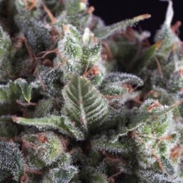 Olympia de Pyramid Seeds