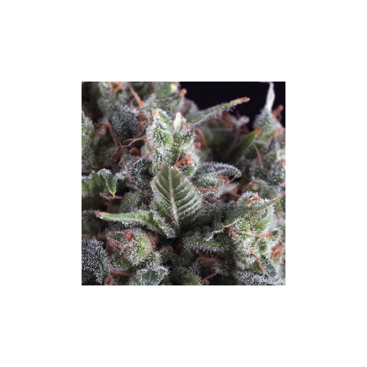 Olympia de Pyramid Seeds
