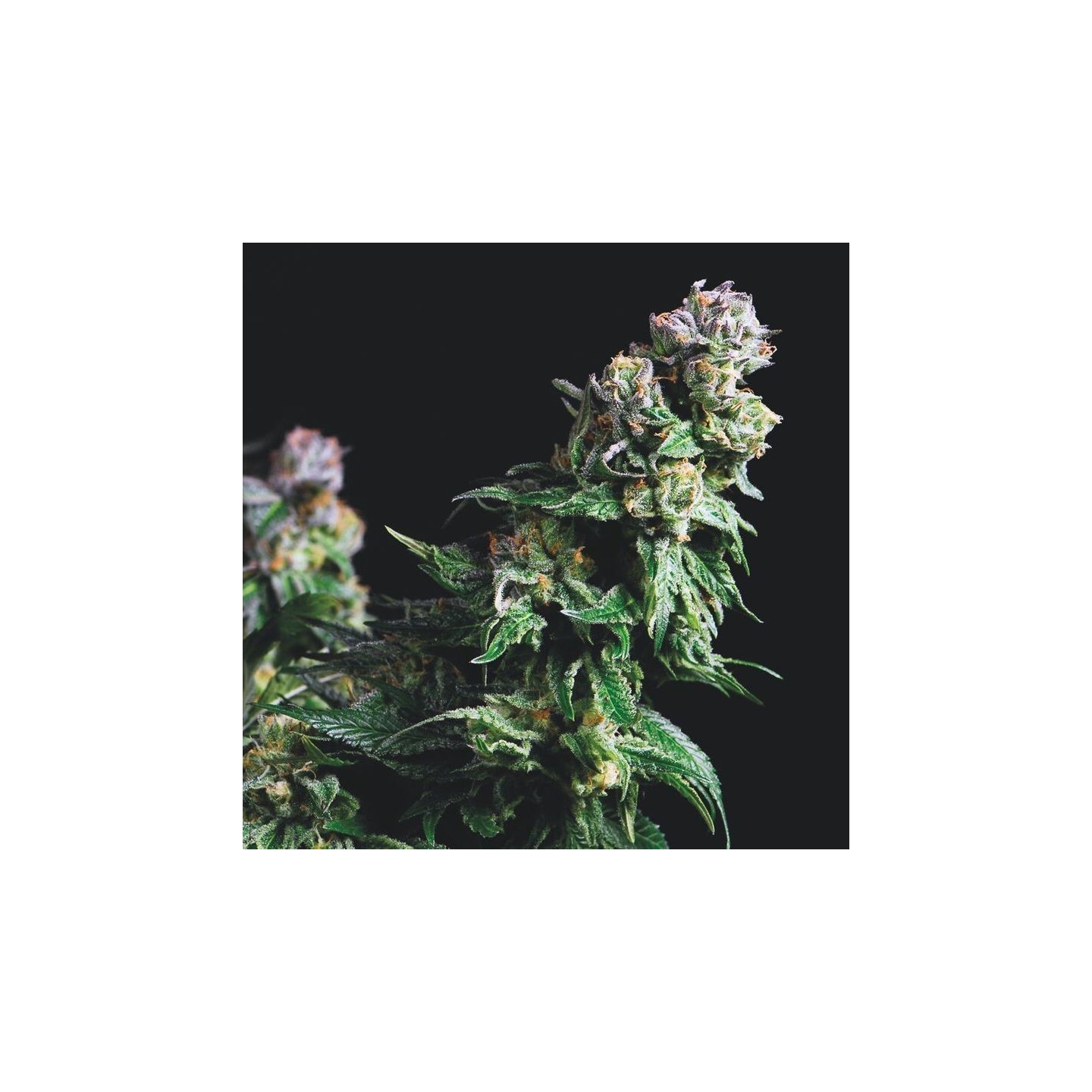 Purple Urkle de Pyramid Seeds