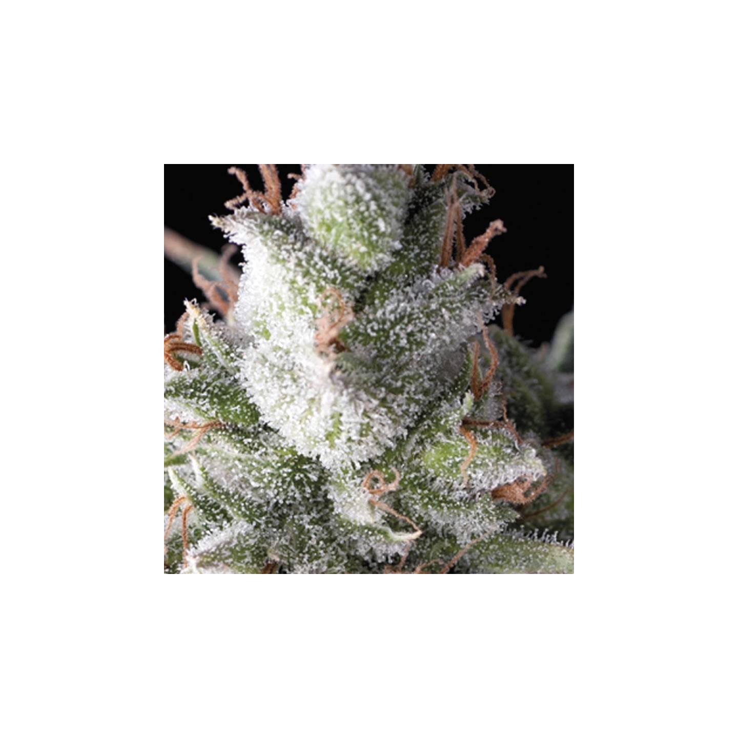 Ramses de Pyramid Seeds