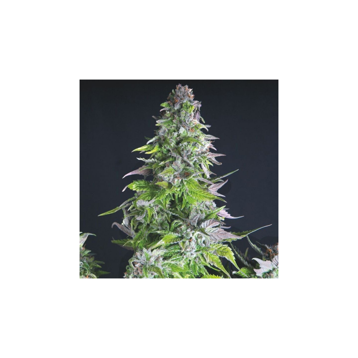 Romulan de Pyramid Seeds