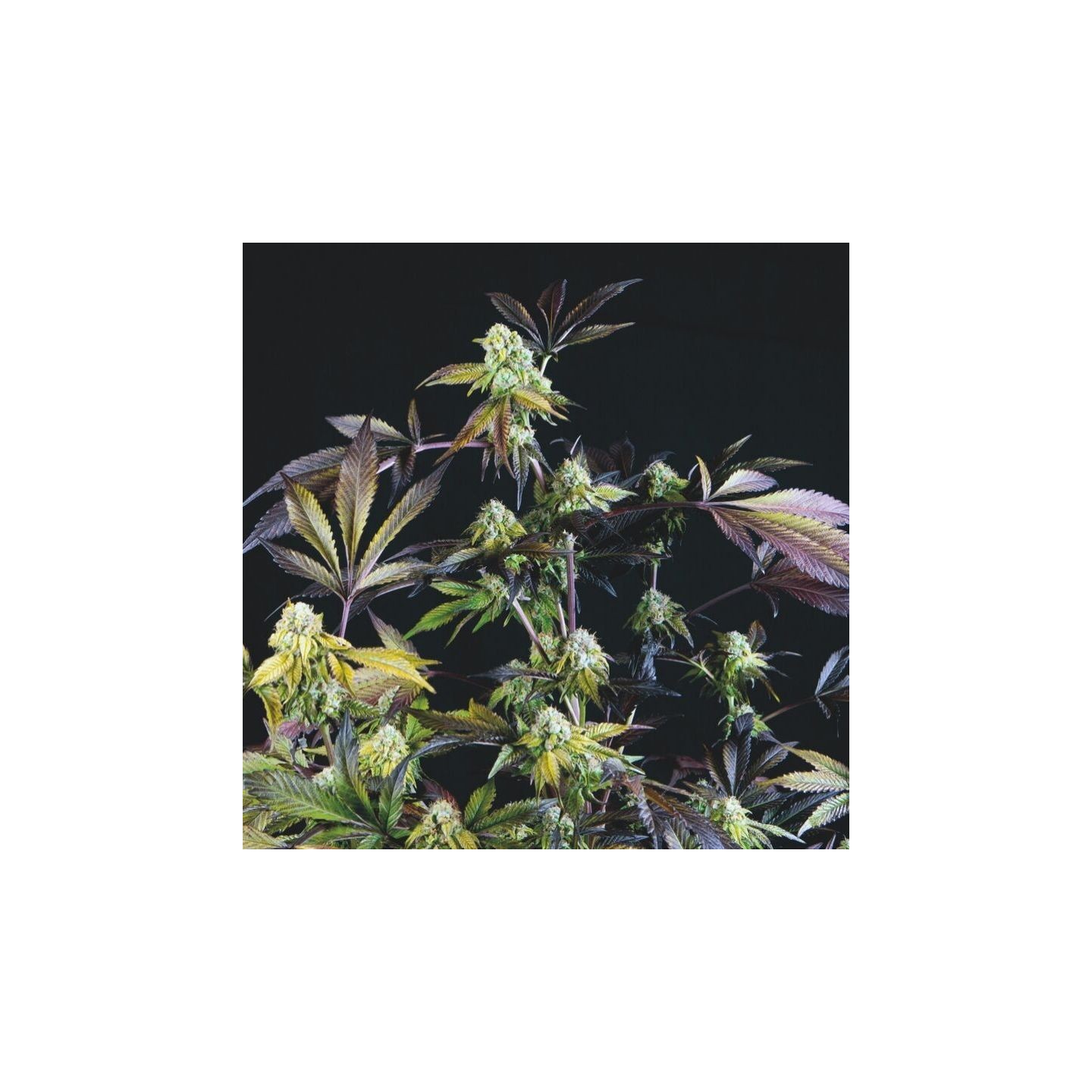 Sunset Sherbet de Pyramid Seeds