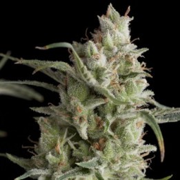 Super Og Kush de Pyramid Seeds